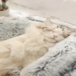 kf-Sf35d1559ed314131965ac0606c2ed6b1s-Cat-Bed-Round-Plush-Fluffy-Hooded-Cat-Bed-Cave-Cozy-for-Indoor-Cats-or-Small-Dog