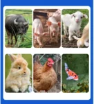 kf-S087f0b44b0304bed9fd64c4414911485Q-260-model-18-5kw-Pellet-Mill-Feed-Pellet-Mill-Wood-Pellet-Mill