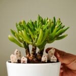 il_fullxfull5484174901_shqbjpg